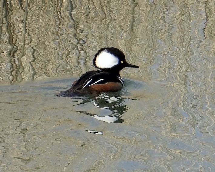 hooded merganser